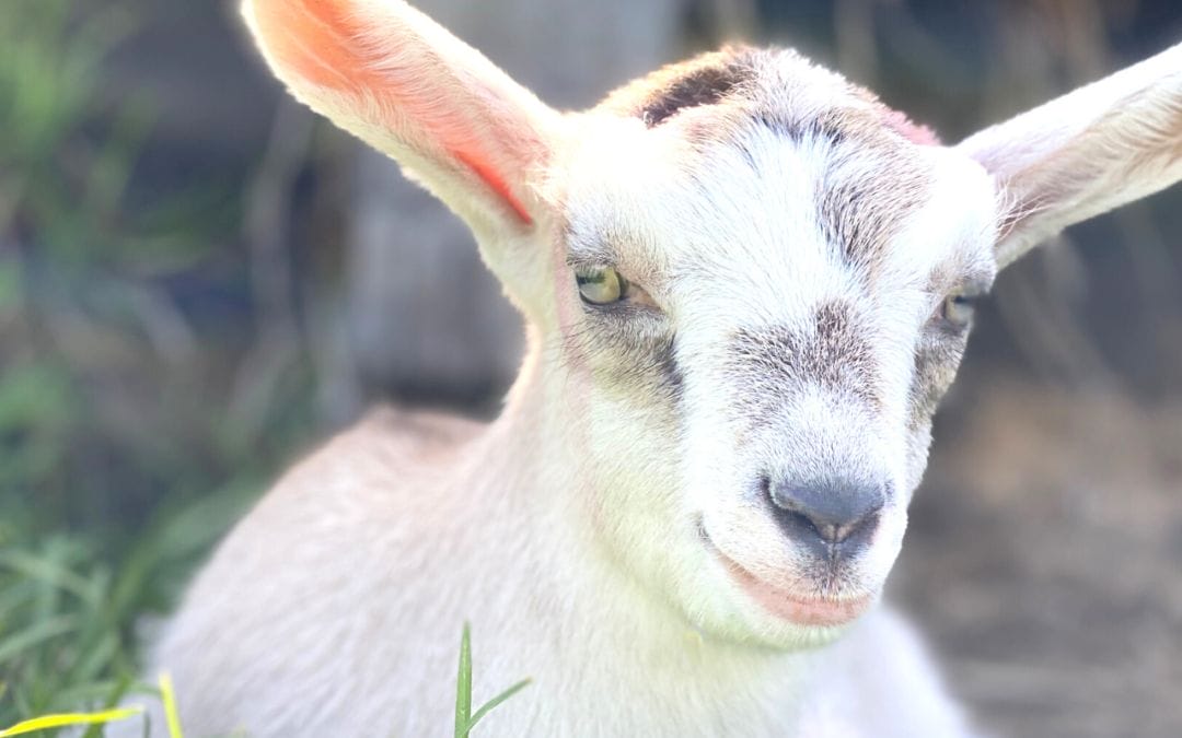 For the Love of Goats