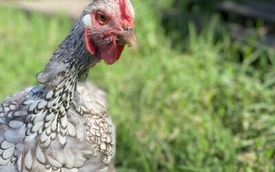 Meet “Bella”, NOT looking her best at the moment as she goes through her annual moult