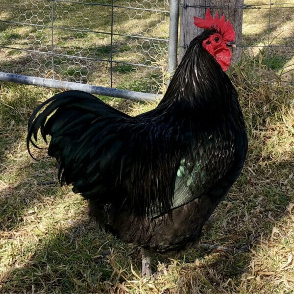 Backyard Chicken Keeping 27 & 28 May 2023 - Image 2