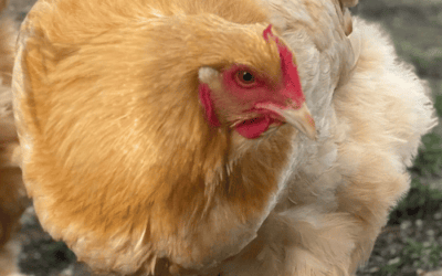 Thinking About Getting Chickens?