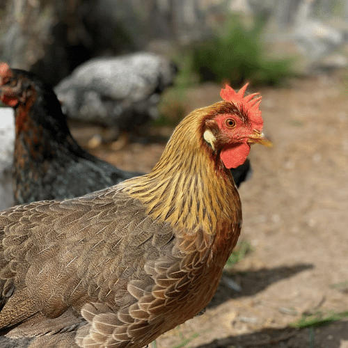 cochin hen