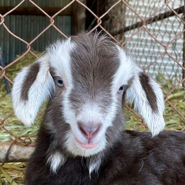 KICK-START TO KEEPING DAIRY GOATS 13 September 2025 - Image 3