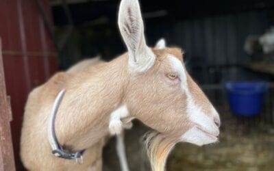The Everyday Dairy Goatkeeper: Starting Your Dairy Herd