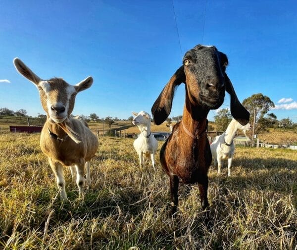 KICK-START TO KEEPING DAIRY GOATS 13 September 2025 - Image 2