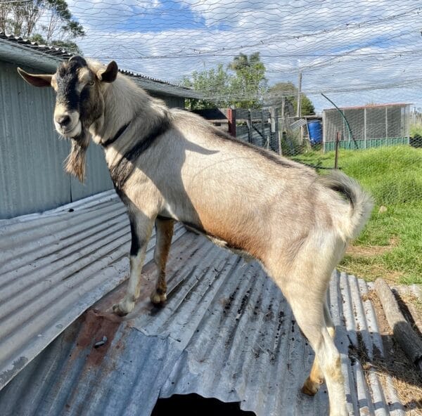 KICK-START TO KEEPING DAIRY GOATS 13 September 2025 - Image 6