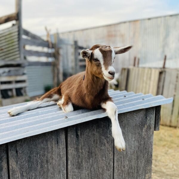 KICK-START TO KEEPING DAIRY GOATS 13 September 2025 - Image 7