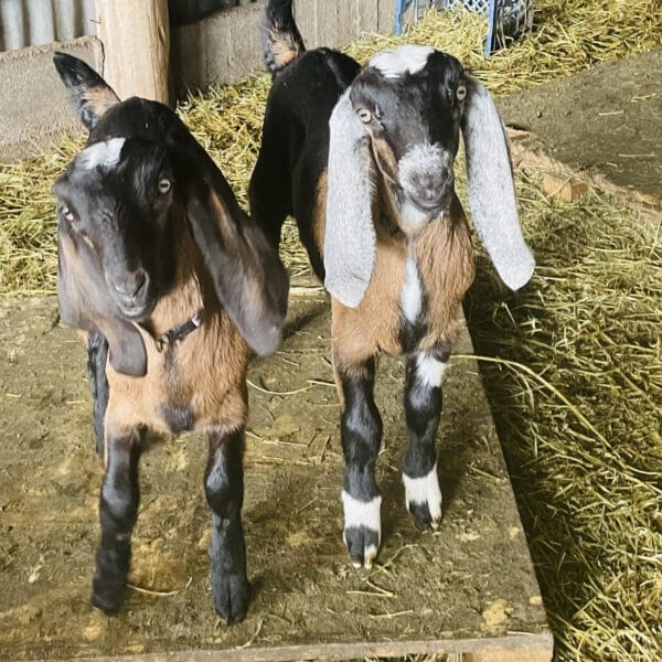KICK-START TO KEEPING DAIRY GOATS 13 September 2025 - Image 8